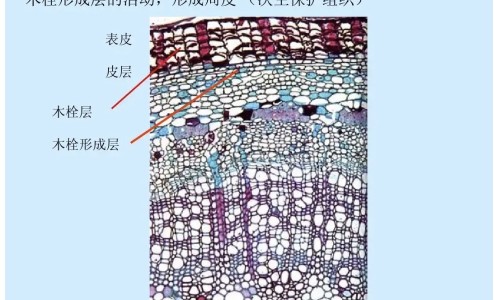 天麻性味归经功效网-分享天麻的性味归经功效主治，天麻性味归经功效主治与作用知识库